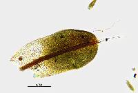 Syntrichia laevipila image