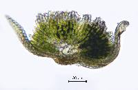 Crossidium squamiferum image