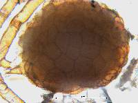 Rosulabryum rubens image