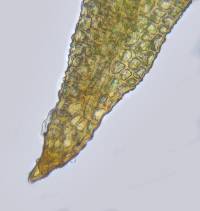 Eucladium verticillatum image