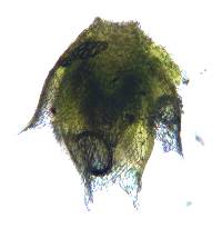 Bryum calobryoides image