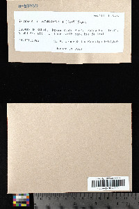 Dicranella integrifolia image