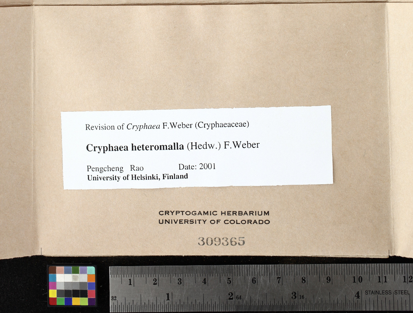 Cryphaea heteromalla image