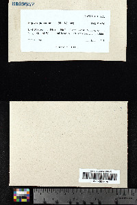 Isopterygium albescens image