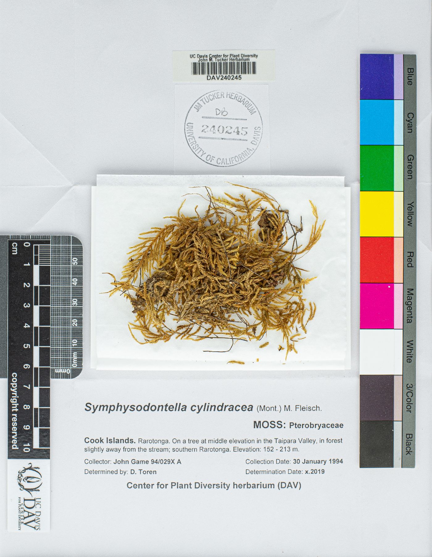 Symphysodontella cylindracea image