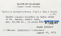 Tayloria hornschuchii image