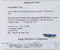 Ulota magellanica image