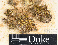 Dicranella strumulosa image