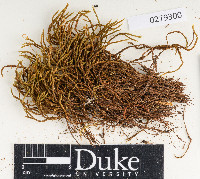 Grimmia fuscolutea image