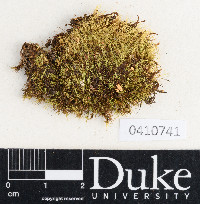 Leucoloma cruegerianum image
