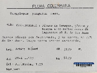 Campylopus densicoma image