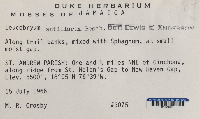 Leucobryum antillarum image