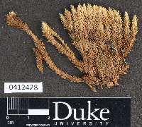 Holomitriopsis laevifolia image