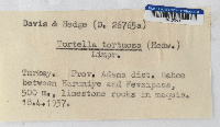 Tortella tortuosa image