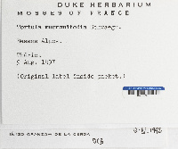 Tortula mucronifolia image