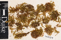 Cyrtomnium hymenophylloides image