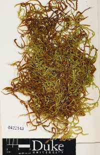 Orthostichopsis subimbricata image