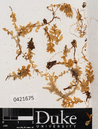 Plagiomnium curvatulum image