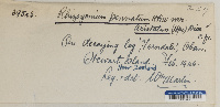 Rhizogonium pennatum image