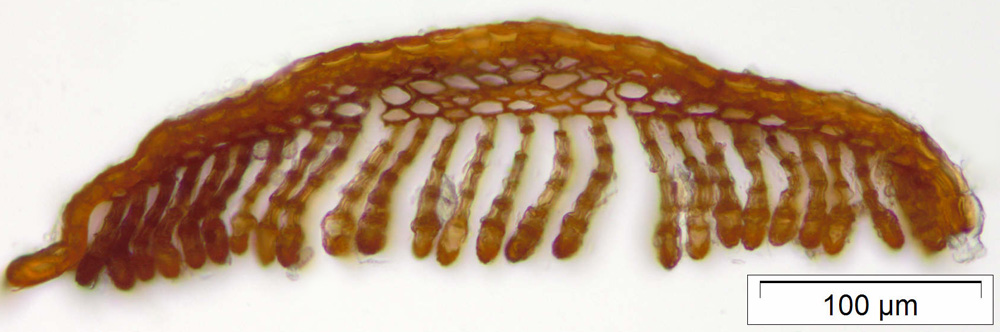 Polytrichastrum alpinum image