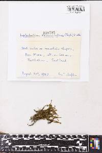 Chionoloma recurvifolium image