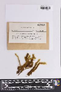 Breutelia arundinifolia image