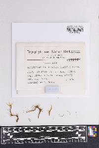Chorisodontium setaceum image