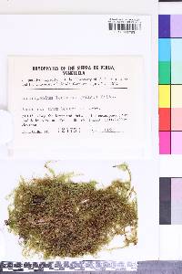 Isodrepanium lentulum image