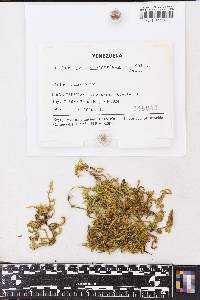 Thamniopsis cruegeriana image