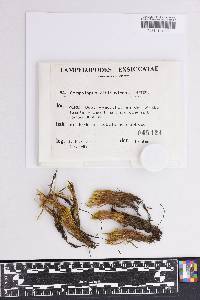 Campylopus albidovirens image