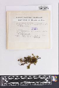Rhodobryum grandifolium image
