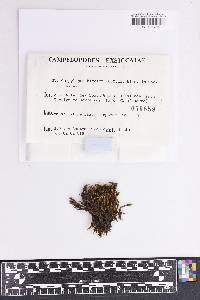 Campylopus bicolor image