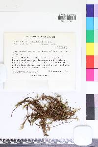 Bartramia longifolia image
