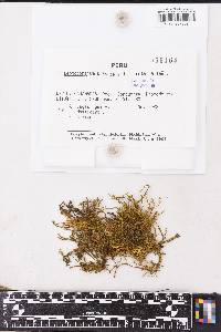 Leptodontium brachyphyllum image