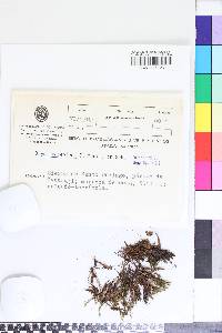Rhodobryum roseodens image