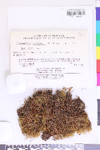 Dicranella campylophylla image