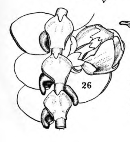 Frullania monocera image