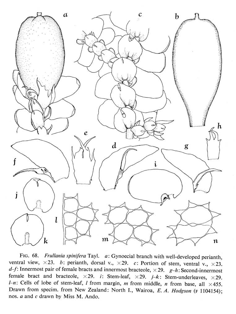 Frullania spinifera image