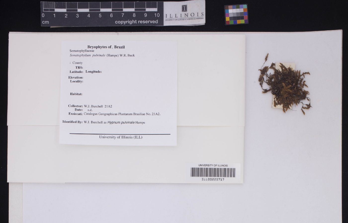 Sematophyllum pulvinale image