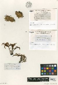 Echinodiopsis hispida image