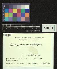 Eurhynchium asperipes image
