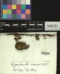 Gymnostomiella vernicosa image