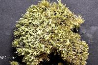 Leucobryum glaucum image