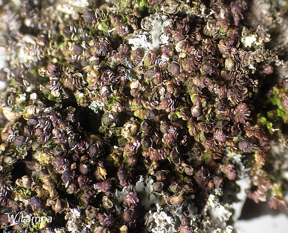 Frullania inflata image