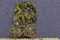 Orthotrichum anomalum image