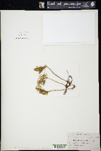 Climacium japonicum image
