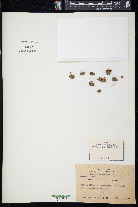 Entosthodon hungaricus image