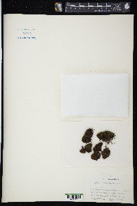 Grimmia torquata image