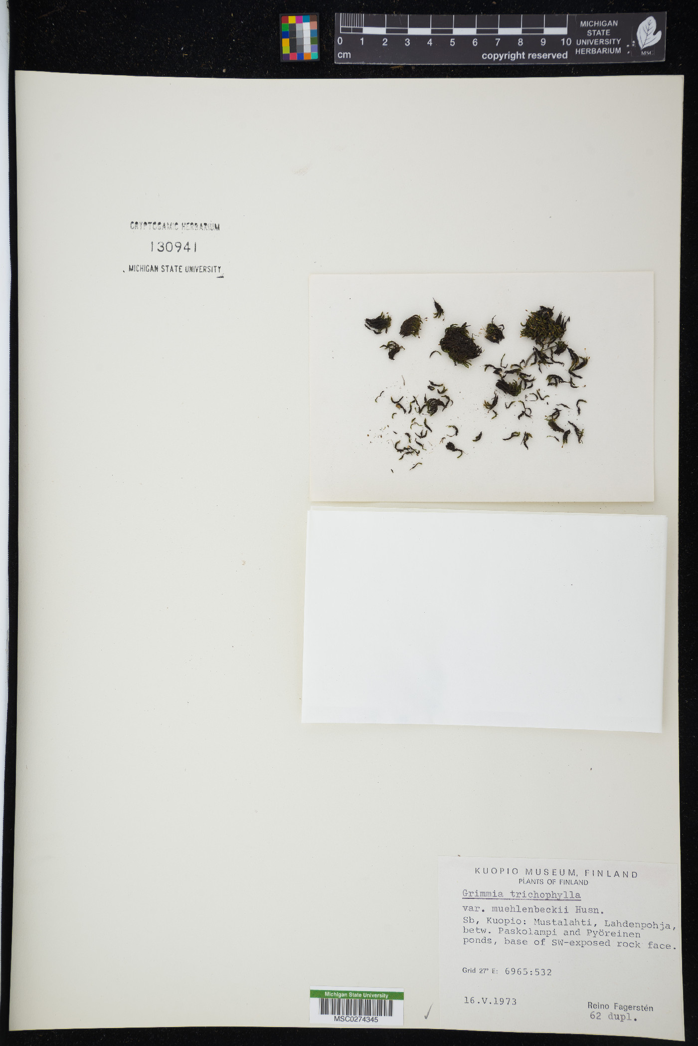 Grimmia muehlenbeckii image
