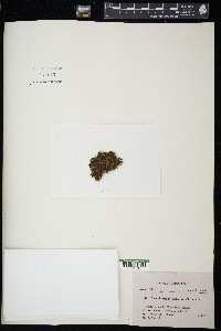 Oncophorus crispifolius image
